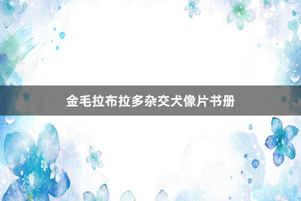 金毛拉布拉多杂交犬像片书册